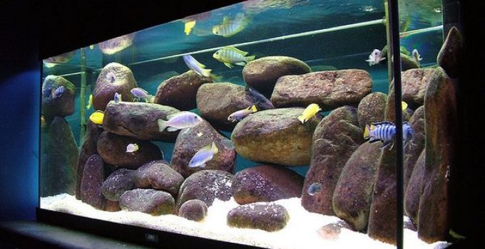 fish tanks and equipment