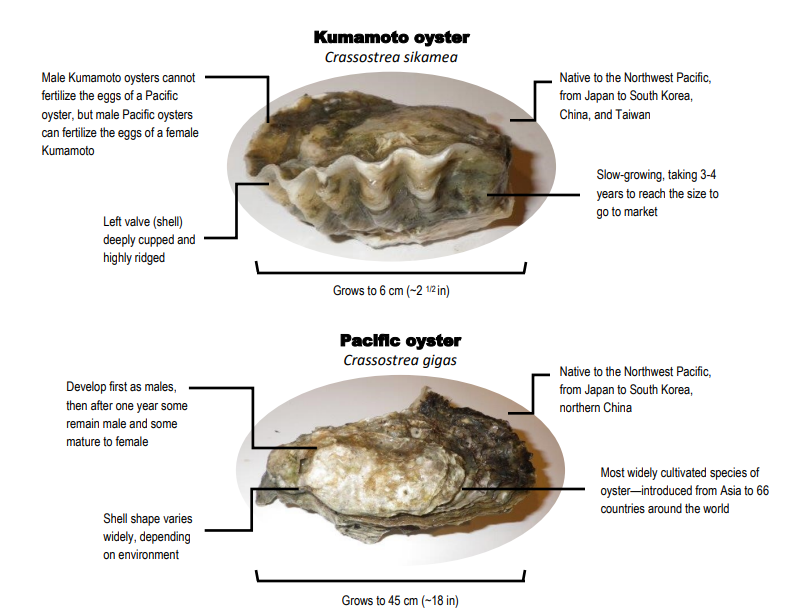 Local oysters, ocean acidification and spat (what's that?) - WZaquarium