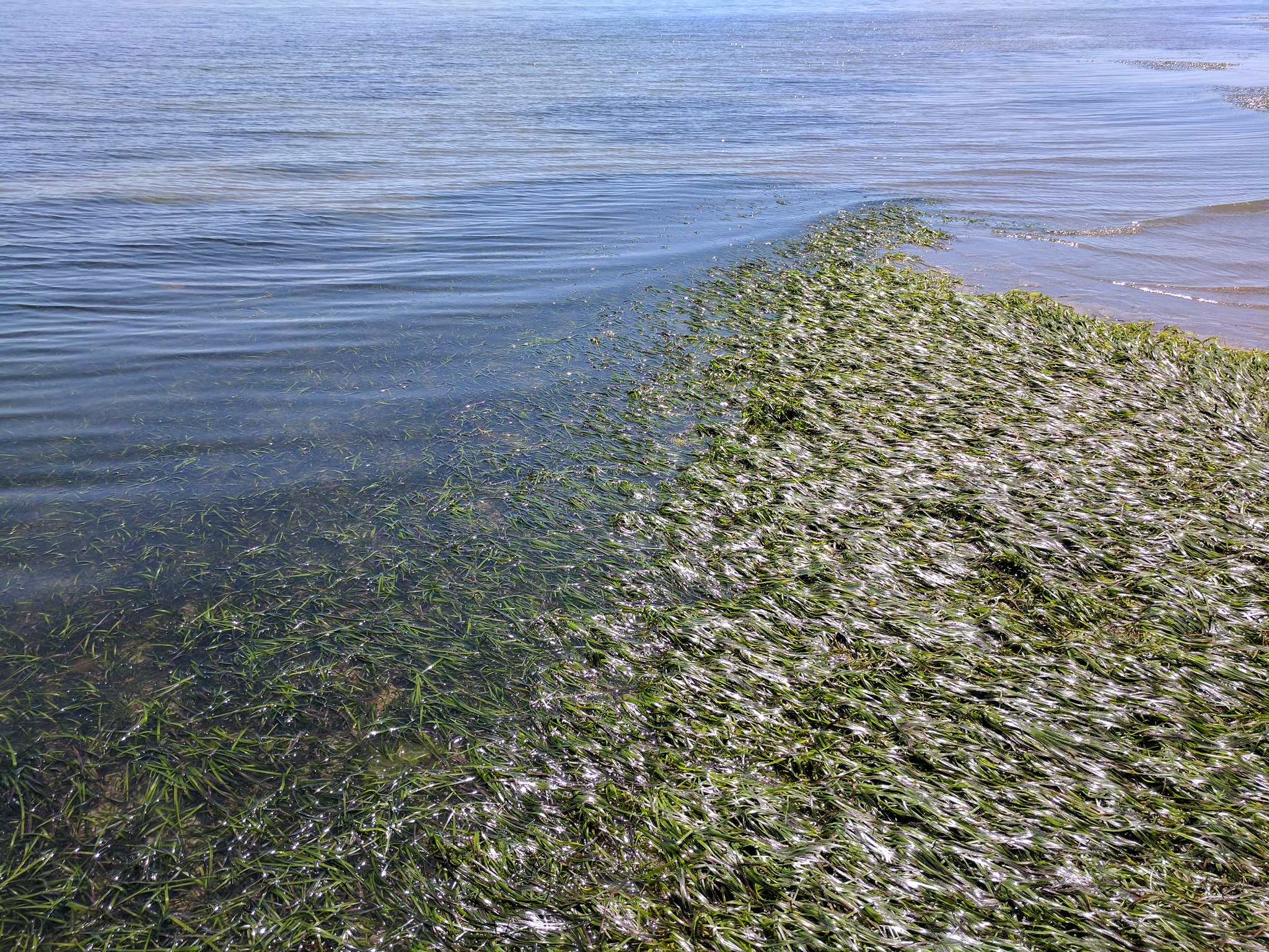 Eelgrass nursery of the sea WZaquarium