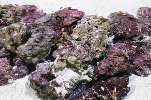 live rock in a saltwater aquarium