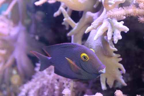 Amazon.com fish and soft coral aquarium