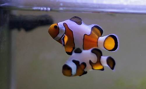clownfish