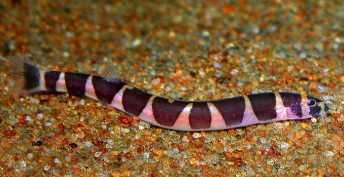 Kuhli Loach: Care and Breeding Guide - WZaquarium