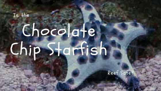 is the chocolate chip starfish reef safe?