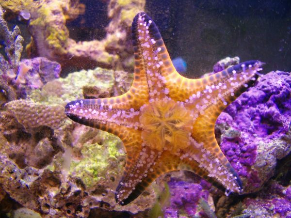 chocolate chip starfish eating