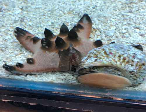 chocolate chip starfish