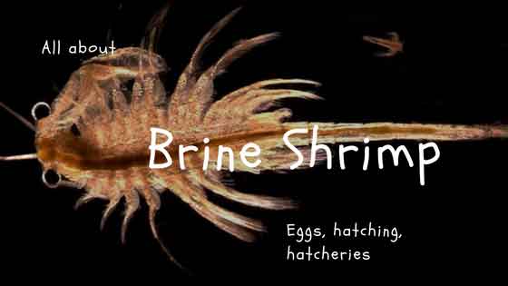 brine shrimp