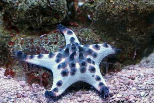 chocolate chip starfish 2