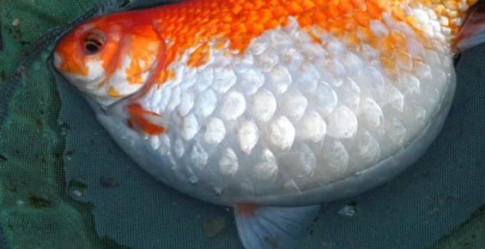 Dropsy Fish Disease - Symptoms, Prevention and Cure - WZaquarium