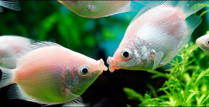 Kissing Gourami Care And Breeding Guide – WZaquarium