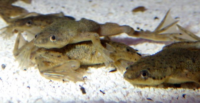 african dwarf frog food pellets