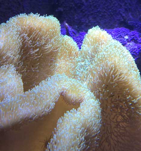 toadstool leather coral is a soft coral species