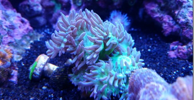 Duncan Corals Care and Breeding Guide - WZaquarium