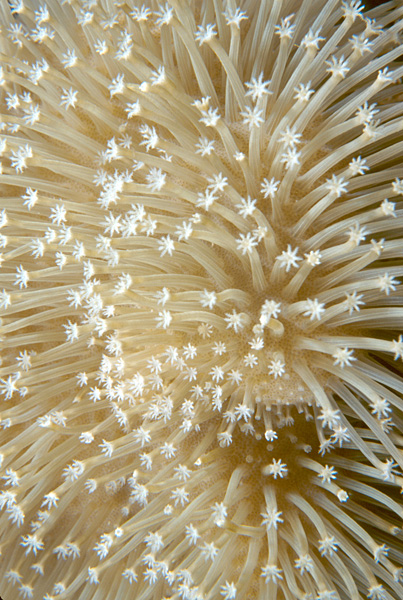 soft coral polyps have 8 tentacles