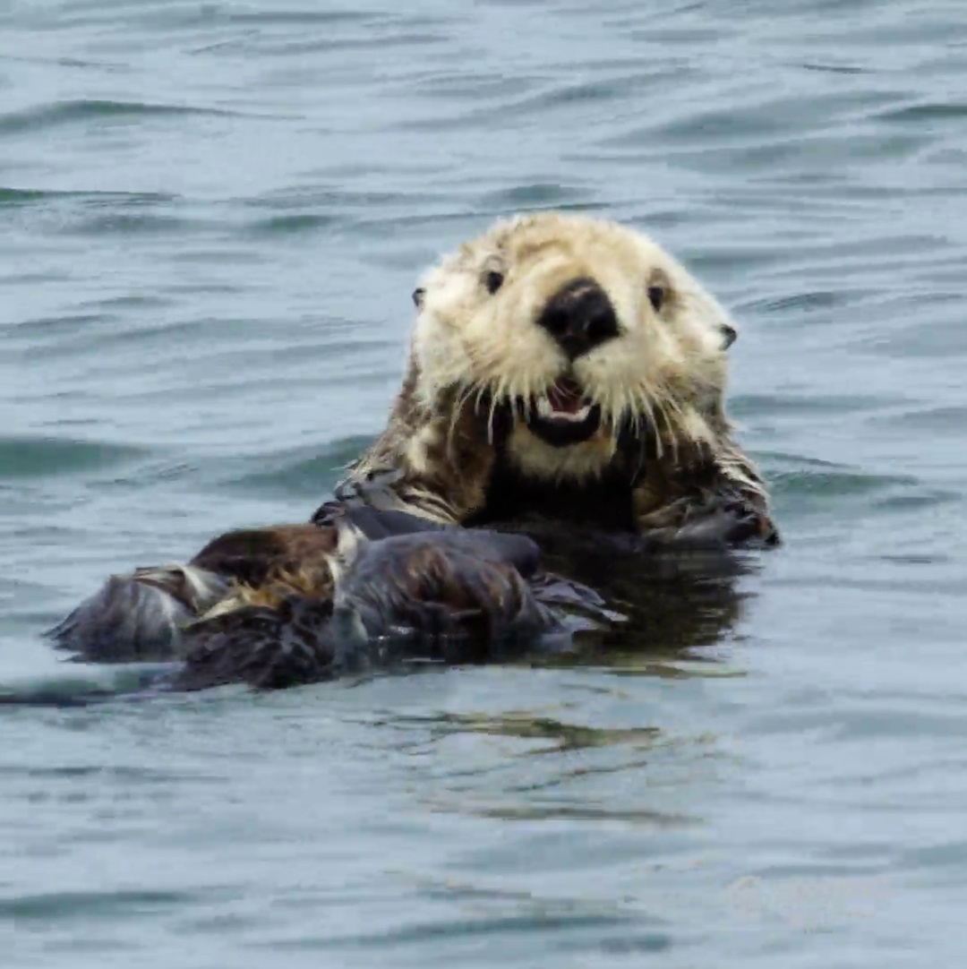 Does Sea Otter Awareness Week Count As Self-care? We Asked This 