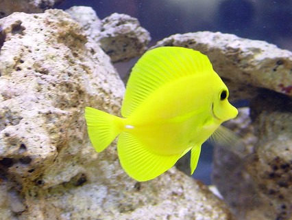 aggressive saltwater fish