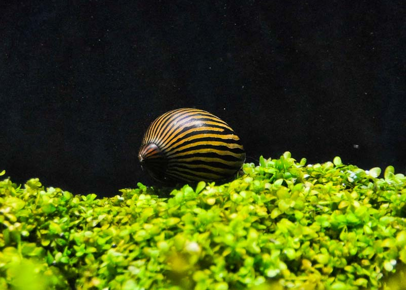 Nerite Snails Care and Breeding Guide WZaquarium