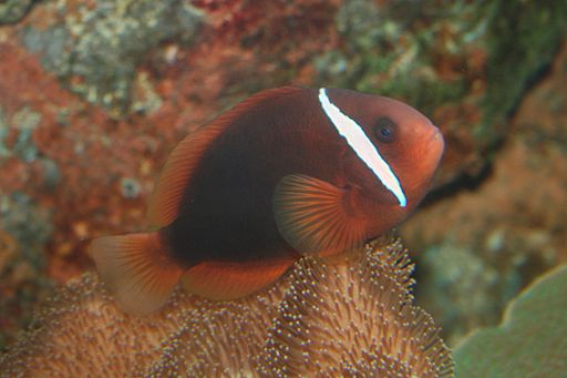 Tomato clownfish Amphiprion frenatus