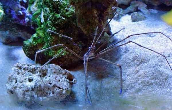 Stenorhynchus seticornis in my reef tank