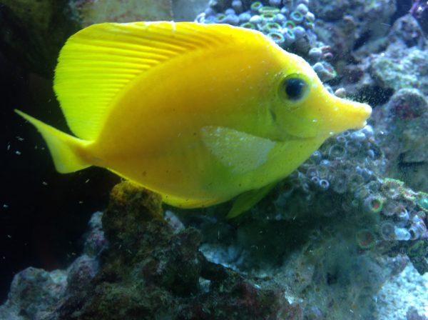 saltwater ich