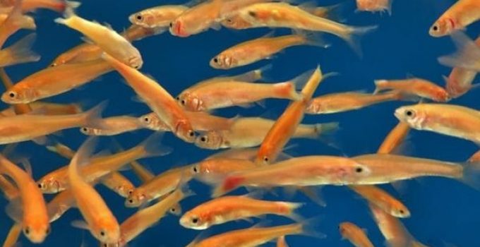 rosy-red-minnows-care-and-breeding-guide-wzaquarium