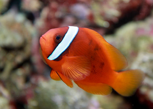 Tomato clownfish, Amphiprion frenatus