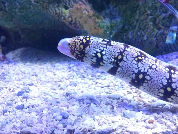 snowflake eel is another example of an aggressive saltwater fish but is it reef safe?