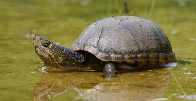 Mud Turtle Care and Breeding Guide - WZaquarium