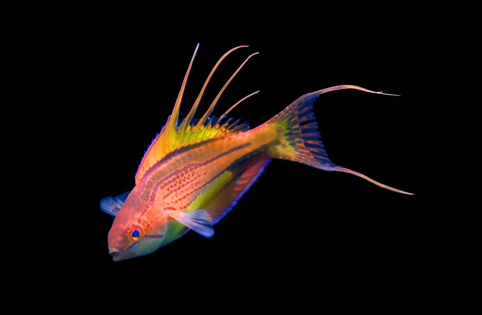 World’s First Randall’s Fairy Wrasse Collected By Cairns Marine