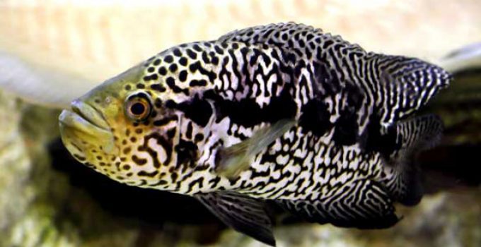 Jaguar Cichlid Care and Breeding Guide - WZaquarium