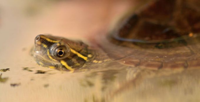 Musk Turtle Care and Breeding Guide - WZaquarium