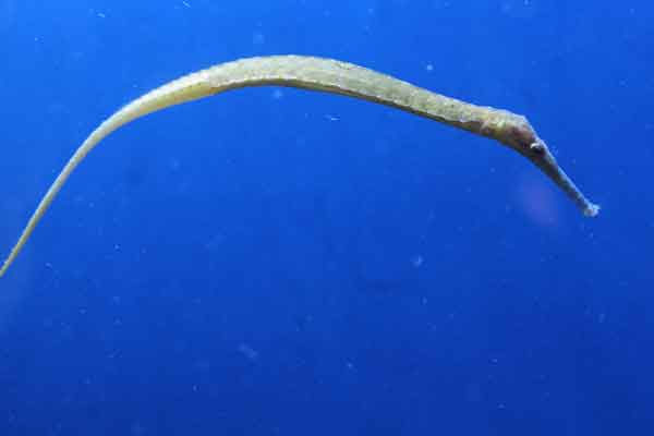 pipefish