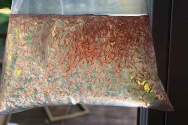 aeration live adult brine shrimp