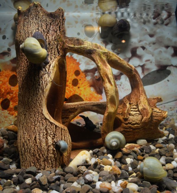 Assassin Snail Complete Care Guide Diet, Breeding, Tank Setup, and