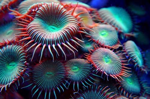 beautiful green zoas coral