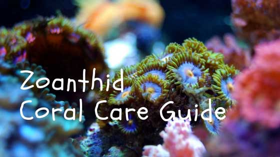 zoanthid coral care guide image