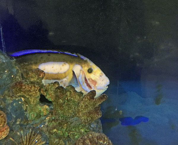 sick blue hippo tang