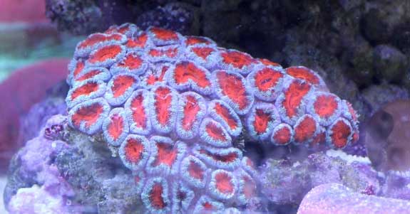 acan coral in aquarium