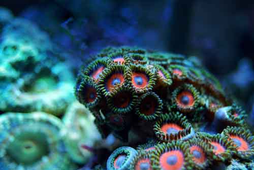 zoanthids coral