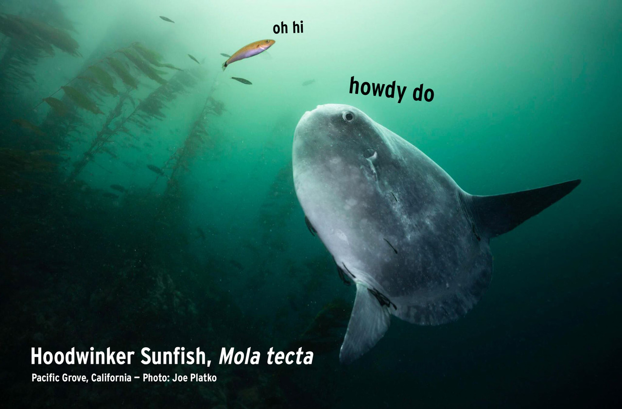 Major Mola Moment: First Confirmed Hoodwinker Sunfish Photographed in ...