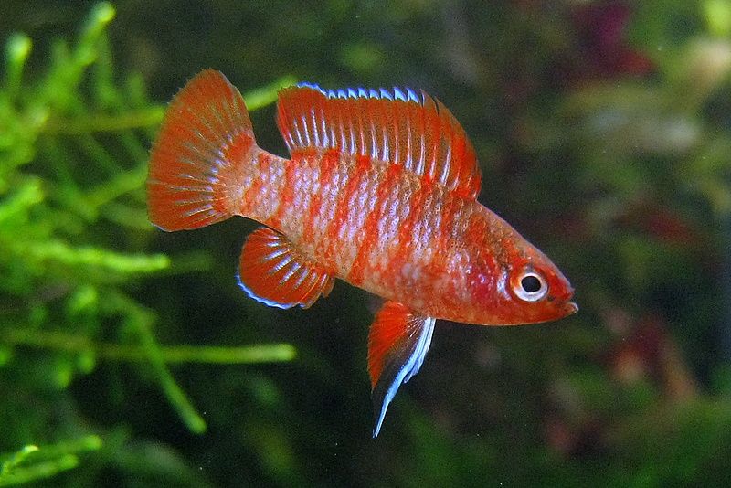 Scarlet Badis
