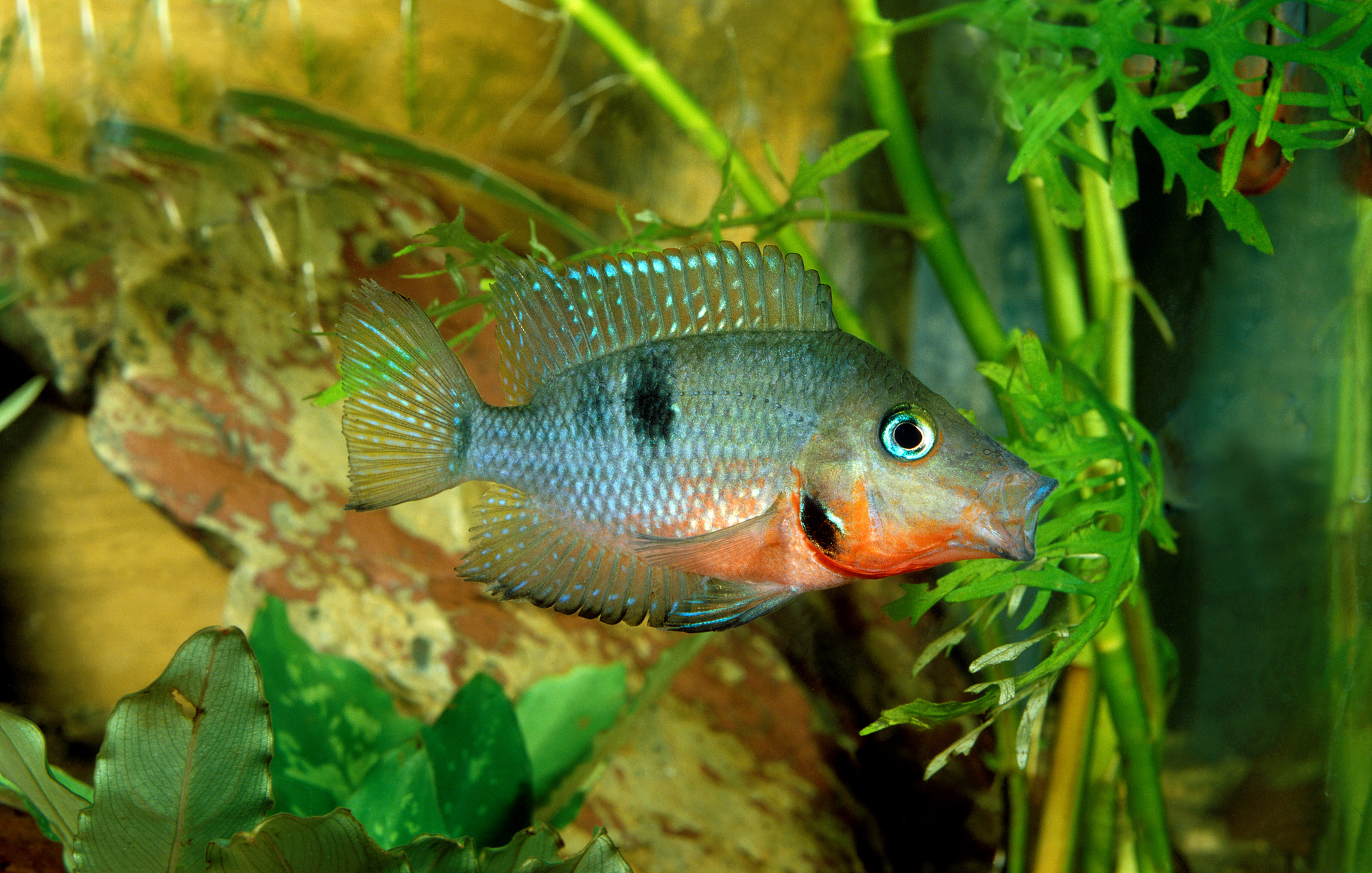 firemouth cichlid