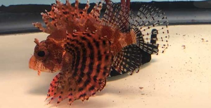 dwarf-lionfish-care-guide-saltwater-aquarium-blog-wzaquarium