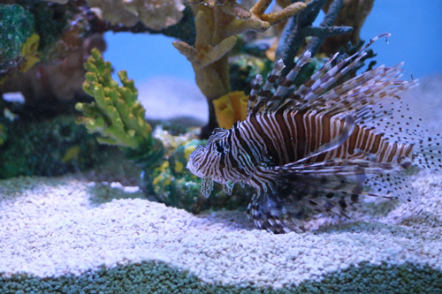 Animals lionfish P. volitans