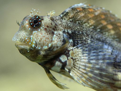Lawnmower blenny closeup photo of the face