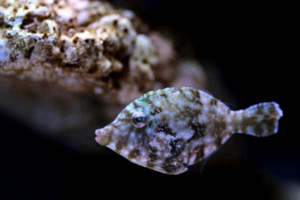 Aiptasia eating filefish