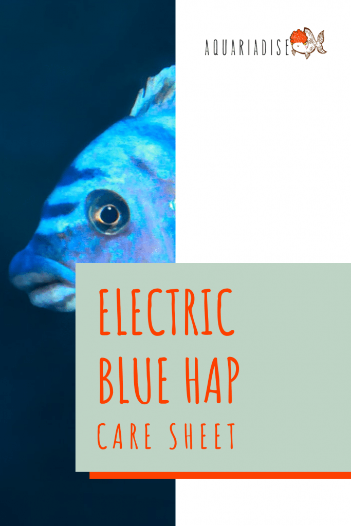 Electric Blue Hap (Sciaenochromis Ahli) Care Sheet WZaquarium