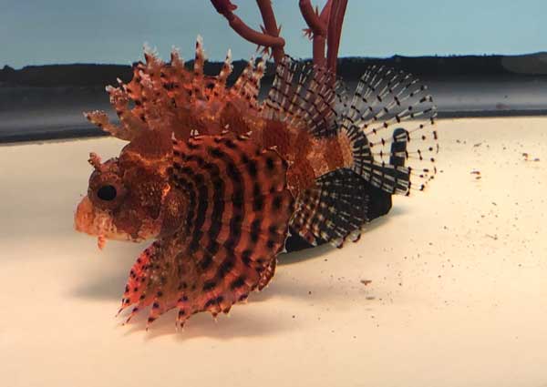 dwarf fuzzy lionfish