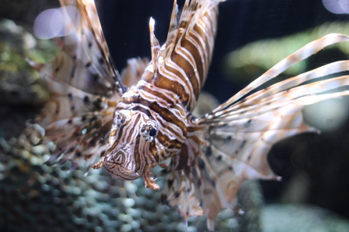 lionfish with pectoral fins extended