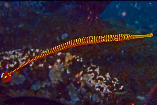Banded Pipefish - Doryrhamphus pessuliferus
